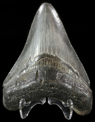 Serrated, Fossil Megalodon Tooth - Georgia #51016